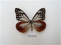 藏品(大絹斑蝶)的圖片